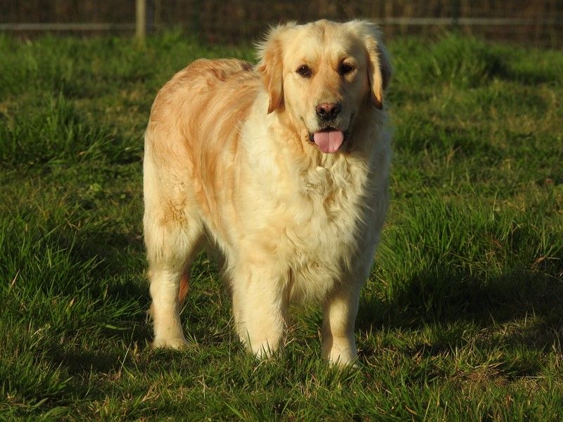 Les Golden Retriever de l'affixe Du Bosquet De Betty