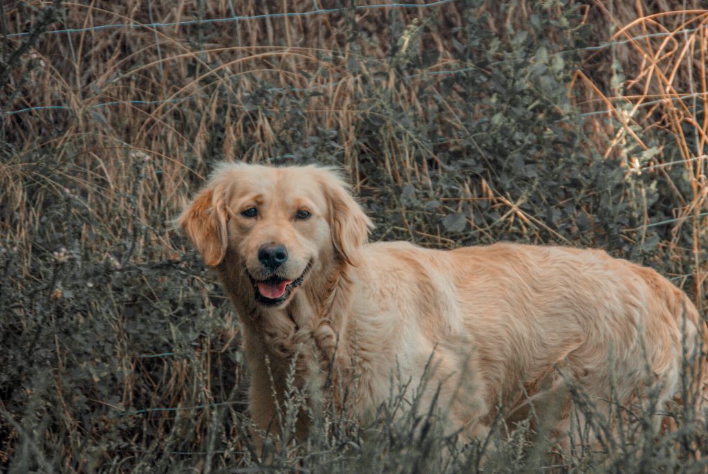 Les Golden Retriever de l'affixe Du Bosquet De Betty