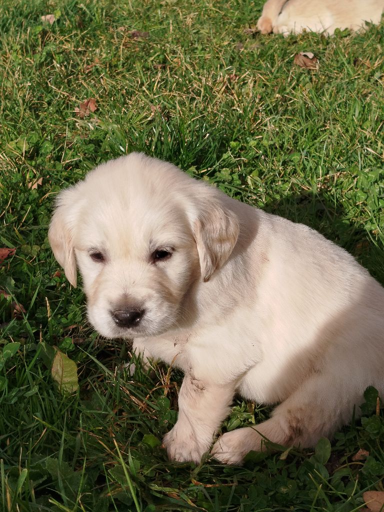 Du Bosquet De Betty - Chiot disponible  - Golden Retriever