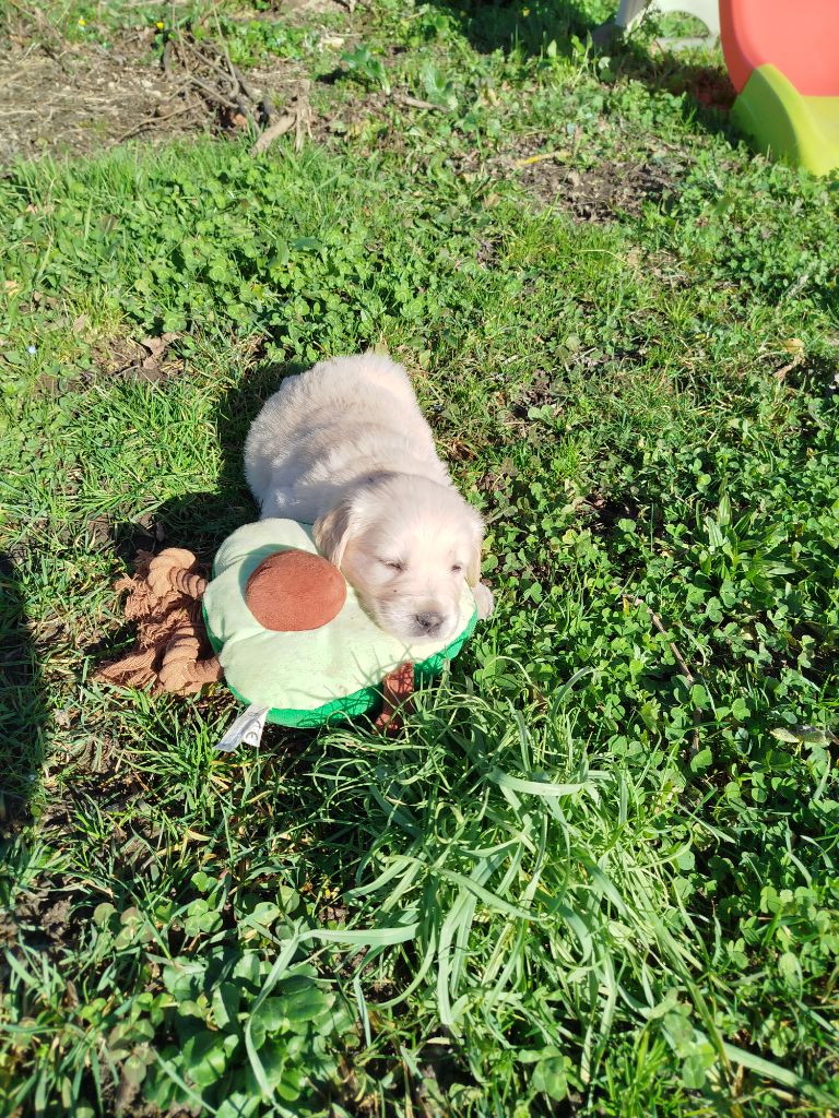 Du Bosquet De Betty - Chiot disponible  - Golden Retriever