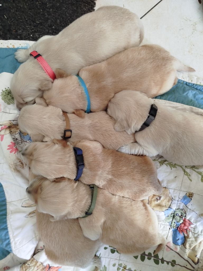 chiot Golden Retriever Du Bosquet De Betty