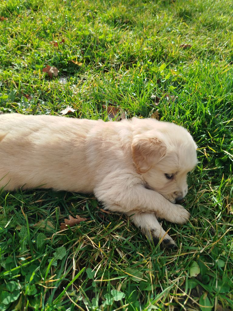 Du Bosquet De Betty - Chiot disponible  - Golden Retriever