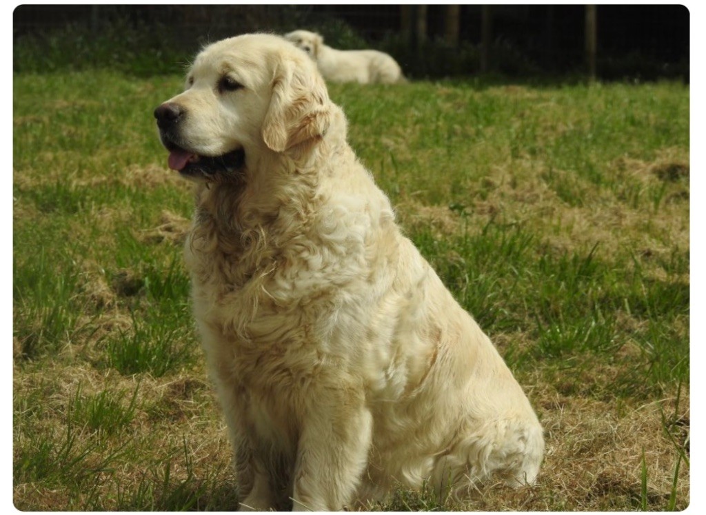 Papaye de la belle lady