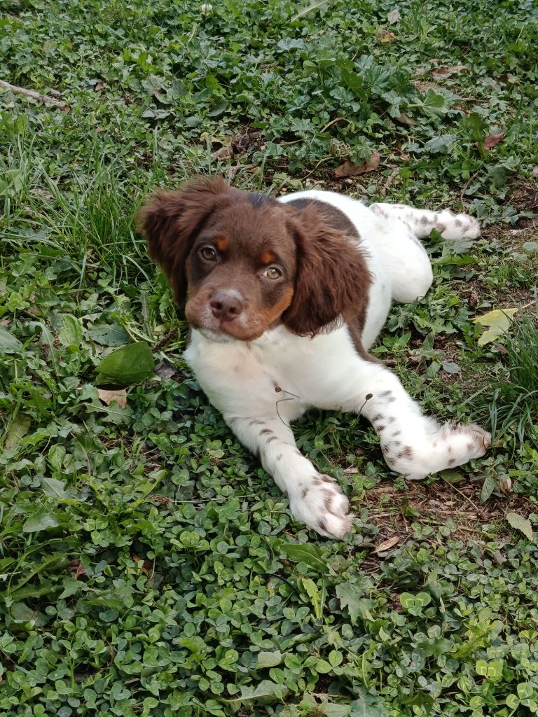 Du Bosquet De Betty - Chiots disponibles - Epagneul Breton