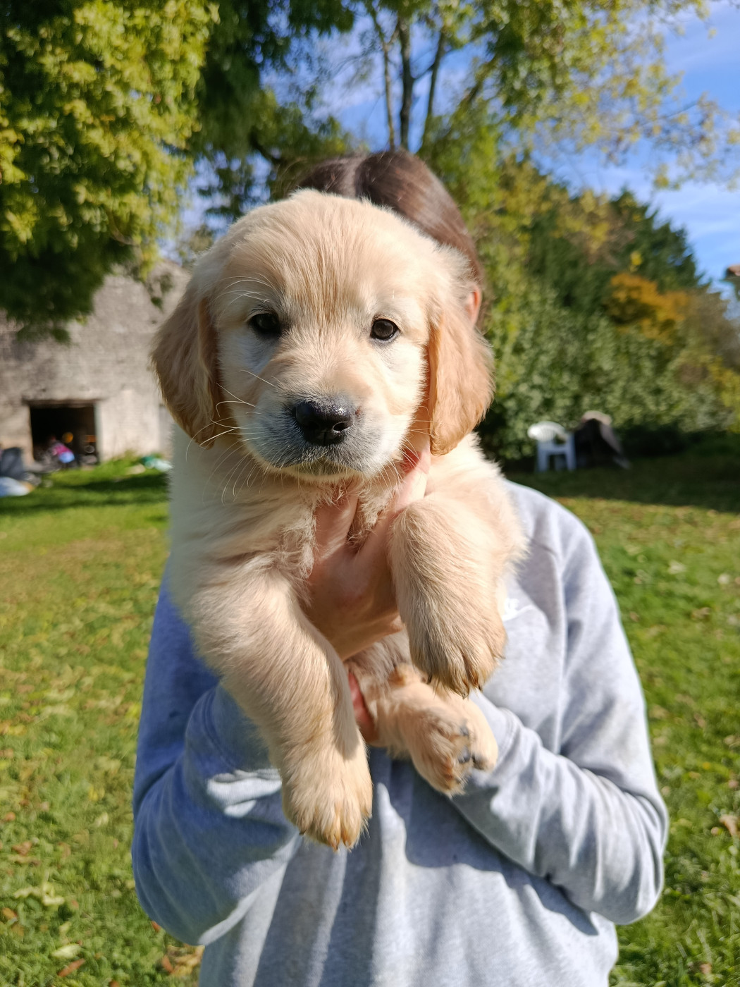 Du Bosquet De Betty - Chiots disponibles - Golden Retriever