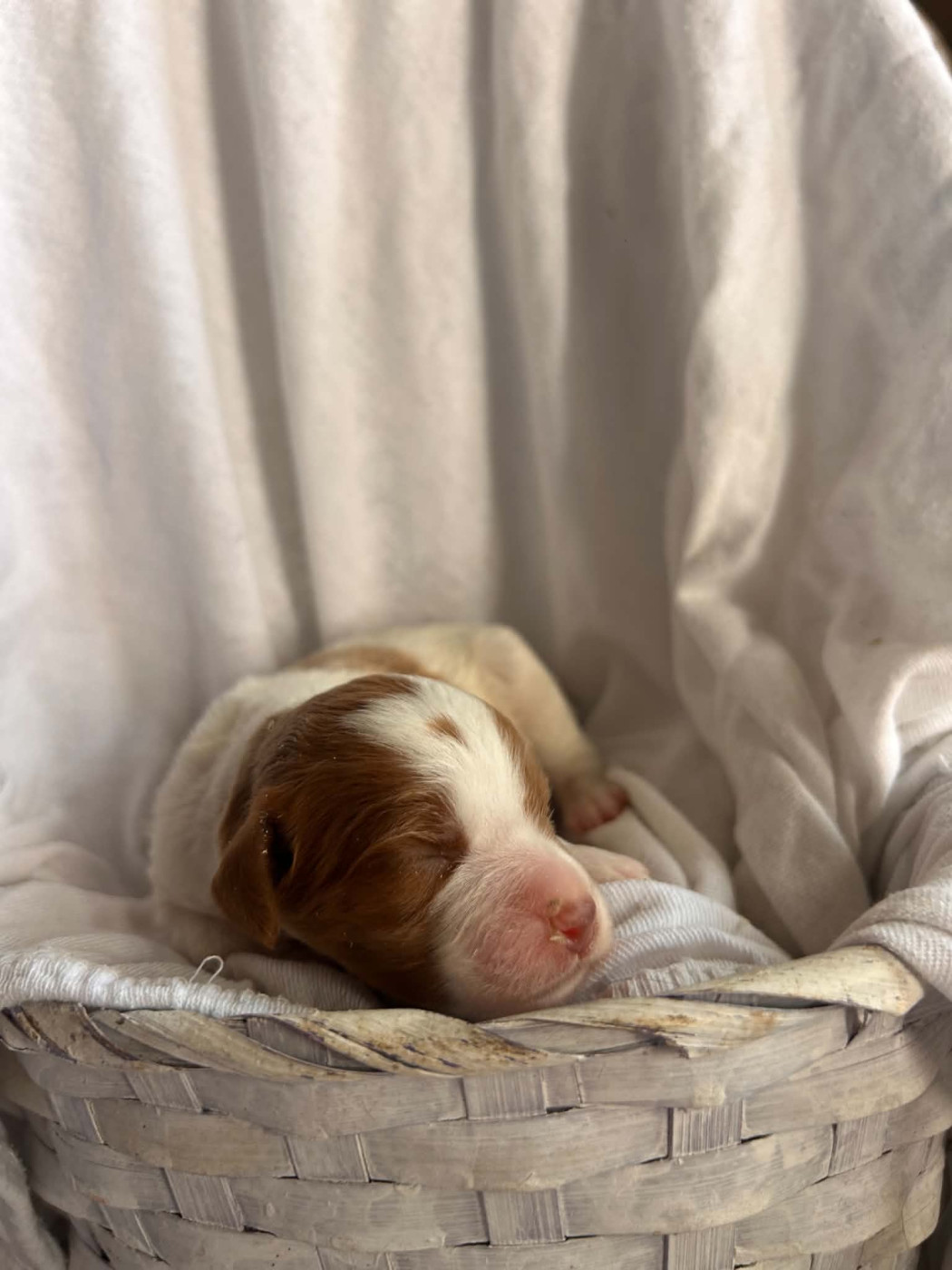 Du Bosquet De Betty - Chiots disponibles - Epagneul Breton