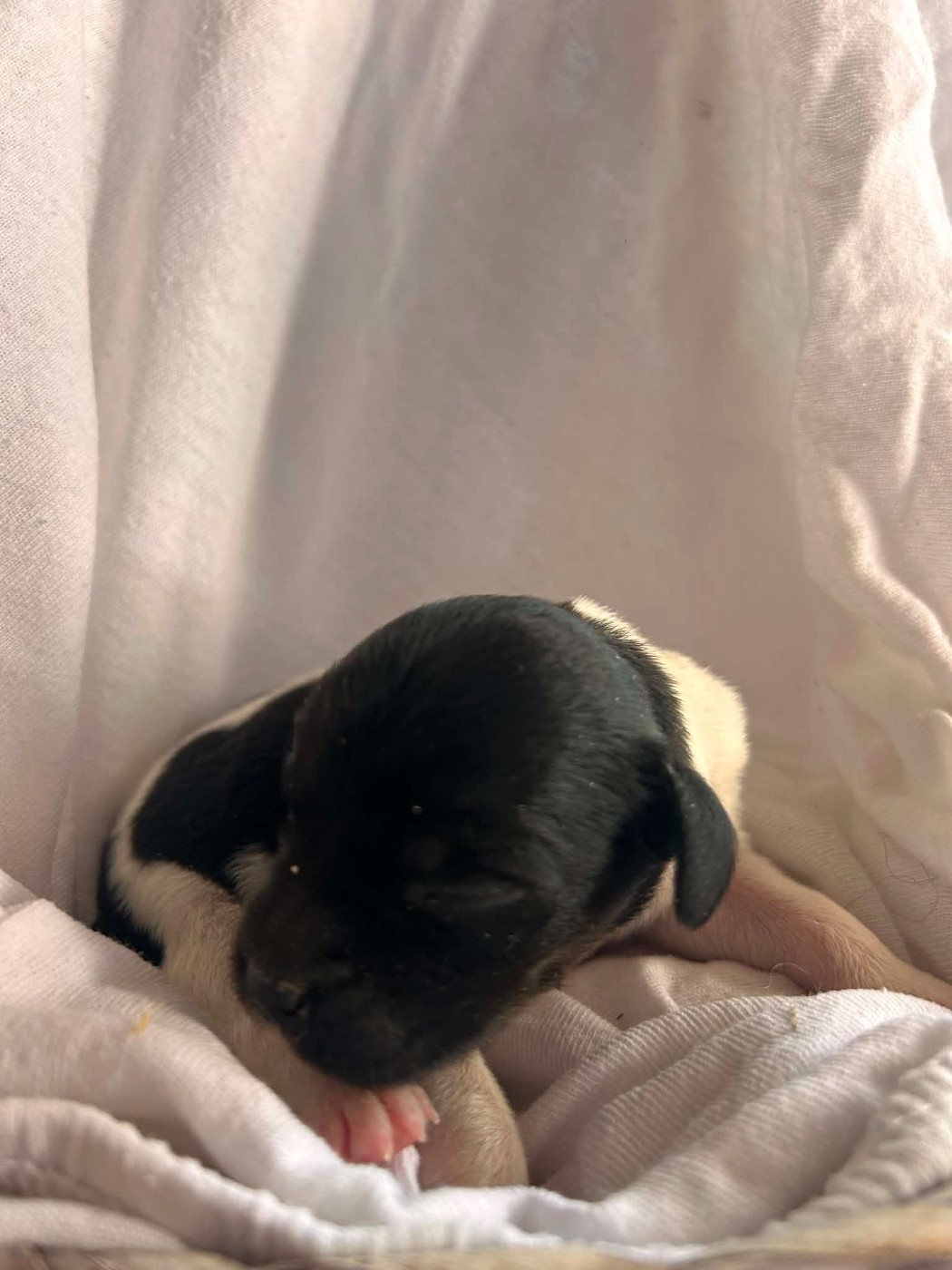 Du Bosquet De Betty - Chiots disponibles - Epagneul Breton