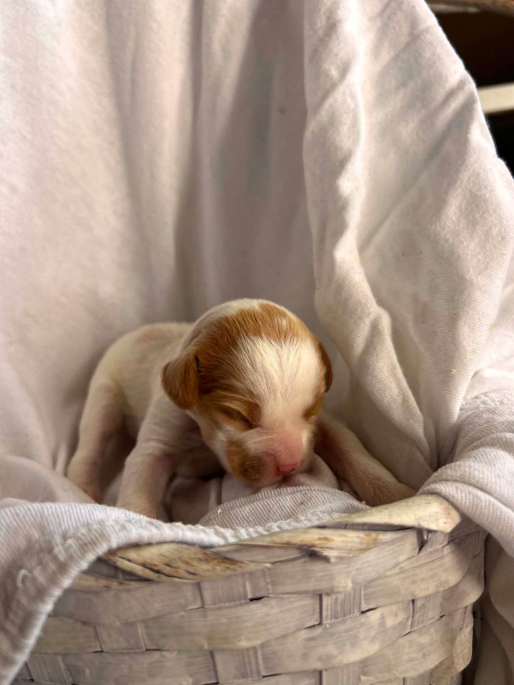 Du Bosquet De Betty - Chiots disponibles - Epagneul Breton