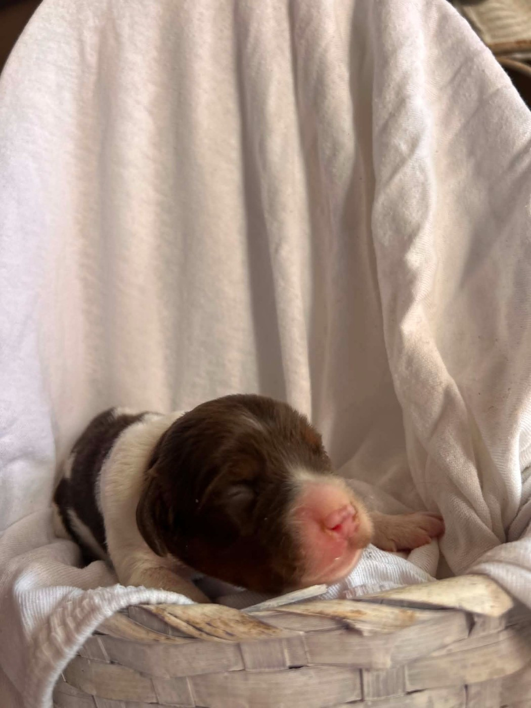 Du Bosquet De Betty - Chiots disponibles - Epagneul Breton
