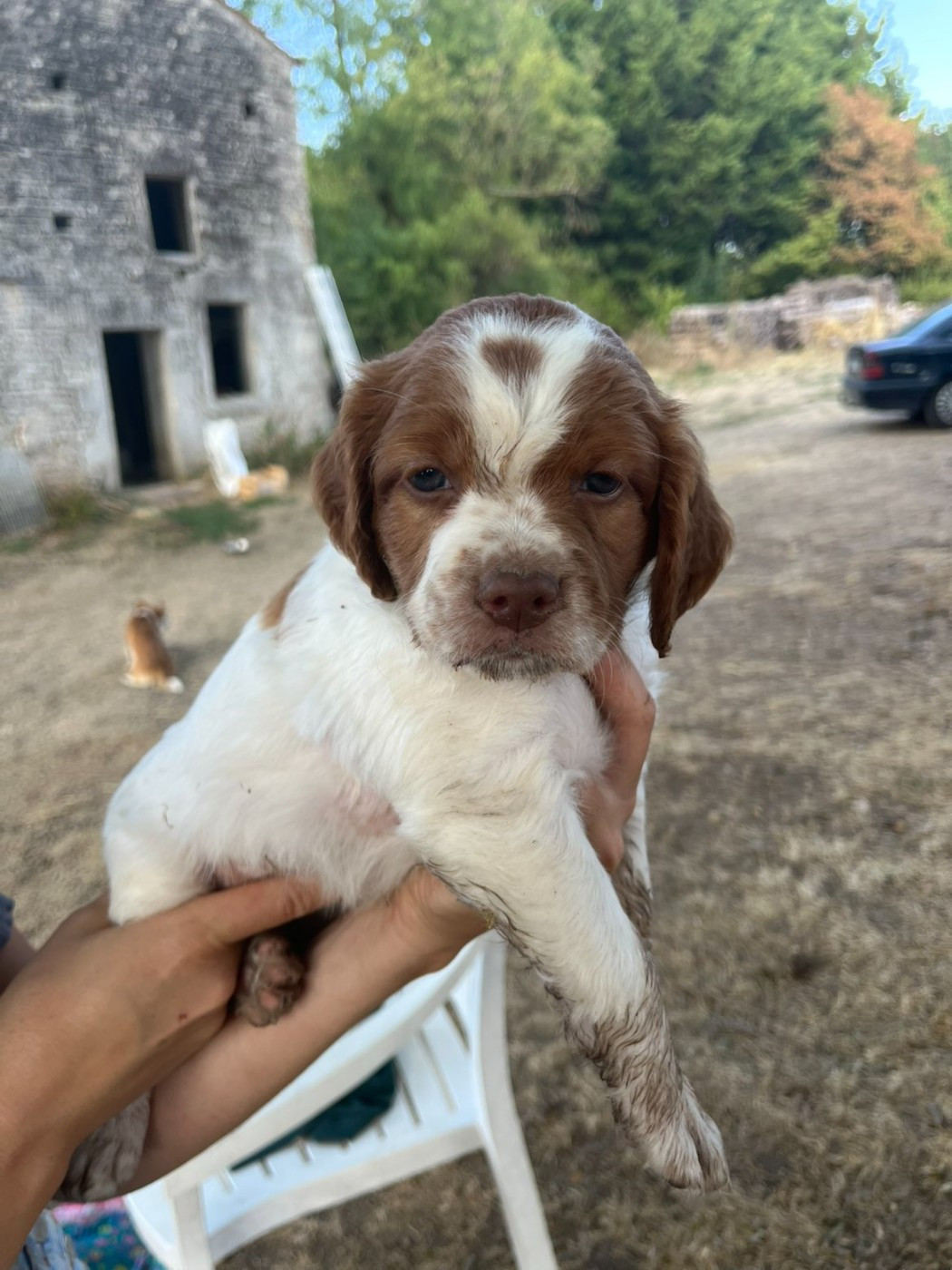 Du Bosquet De Betty - Chiots disponibles - Epagneul Breton