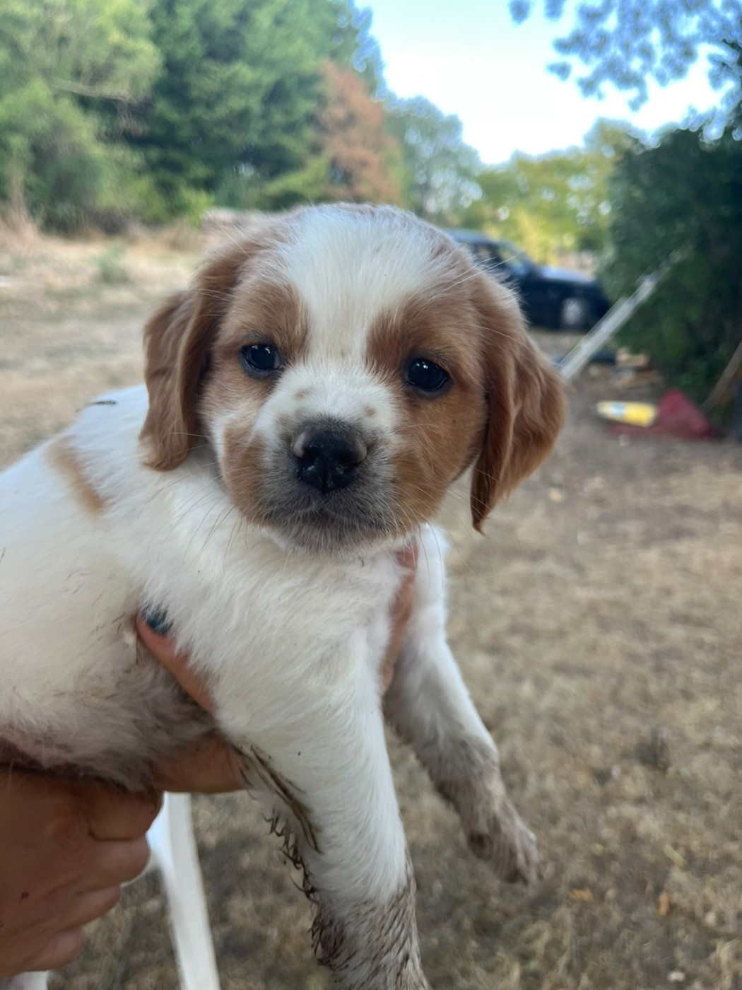 Du Bosquet De Betty - Chiots disponibles - Epagneul Breton