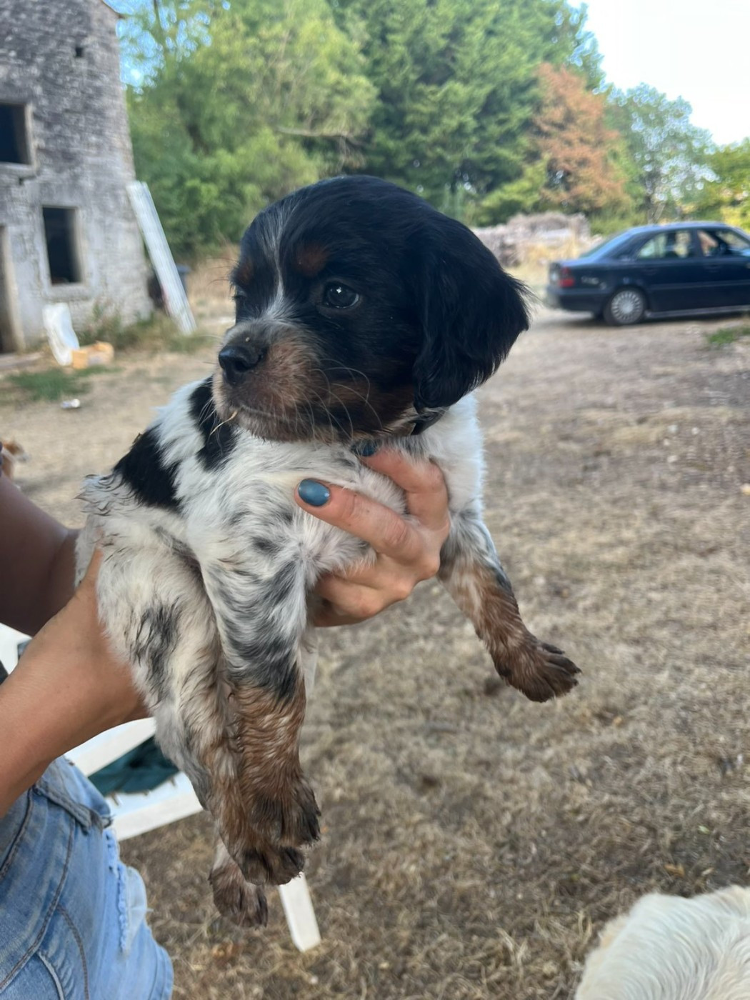 Du Bosquet De Betty - Chiots disponibles - Epagneul Breton