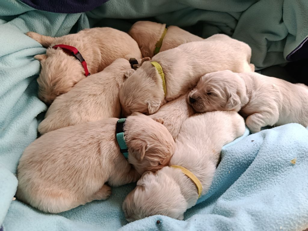 Chiot Golden Retriever Du Bosquet De Betty