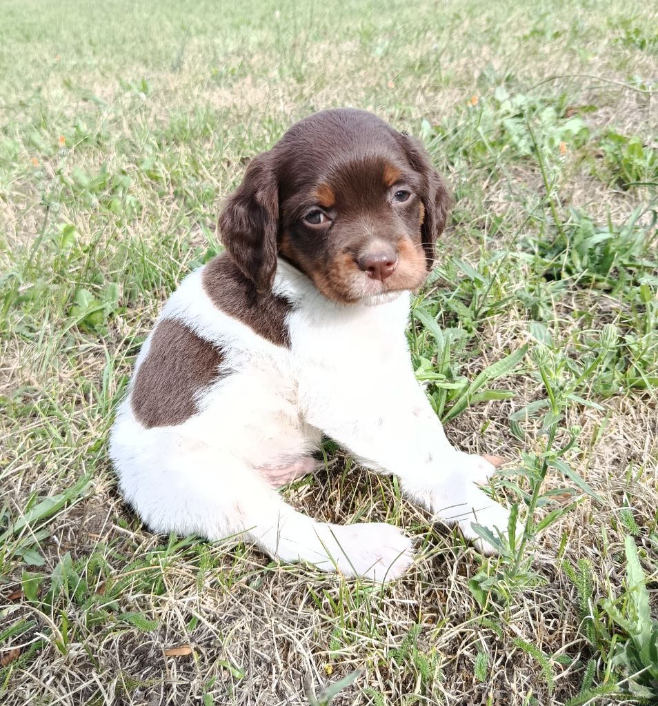 Du Bosquet De Betty - Chiots disponibles - Epagneul Breton