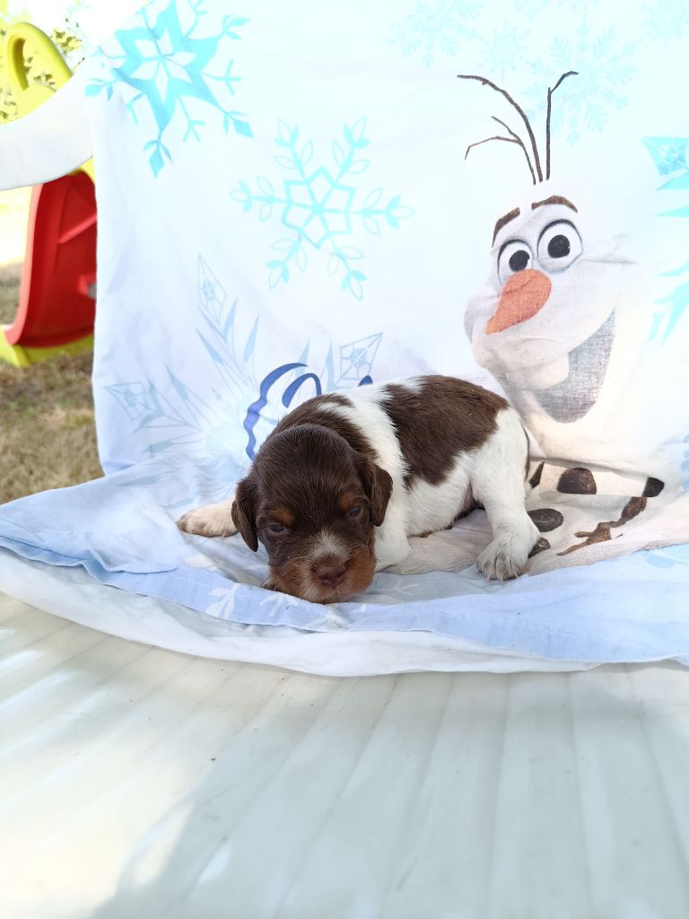 Du Bosquet De Betty - Chiots disponibles - Epagneul Breton