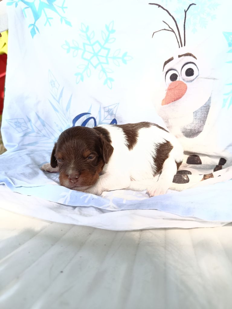 Du Bosquet De Betty - Chiots disponibles - Epagneul Breton