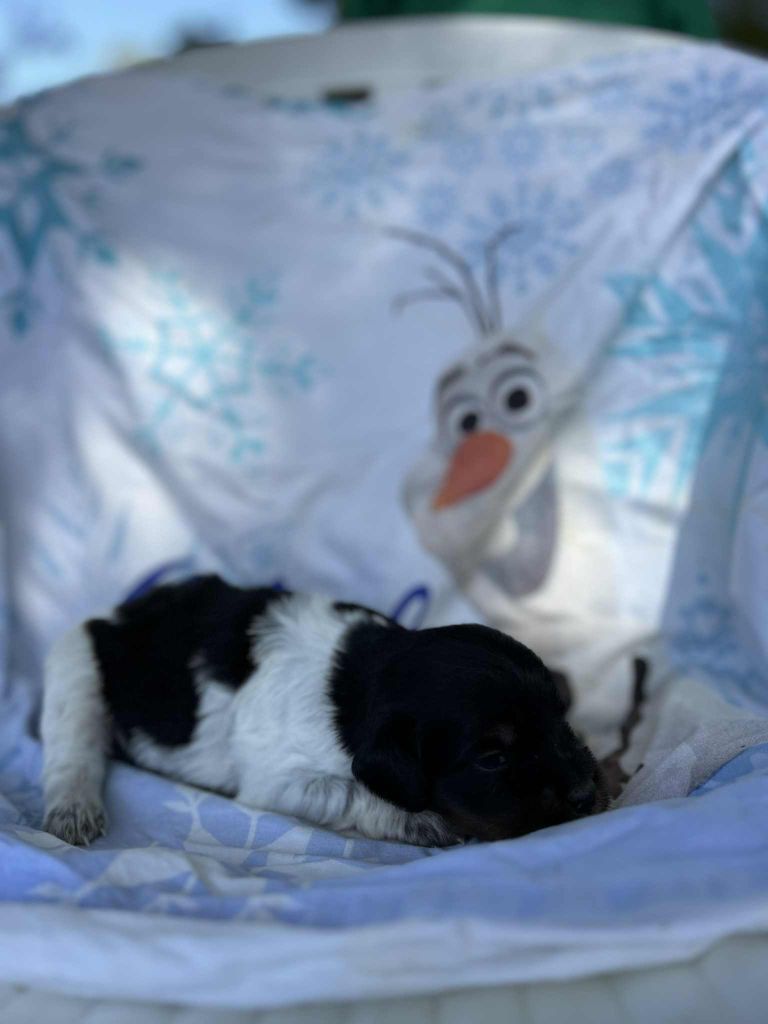 Du Bosquet De Betty - Chiots disponibles - Epagneul Breton