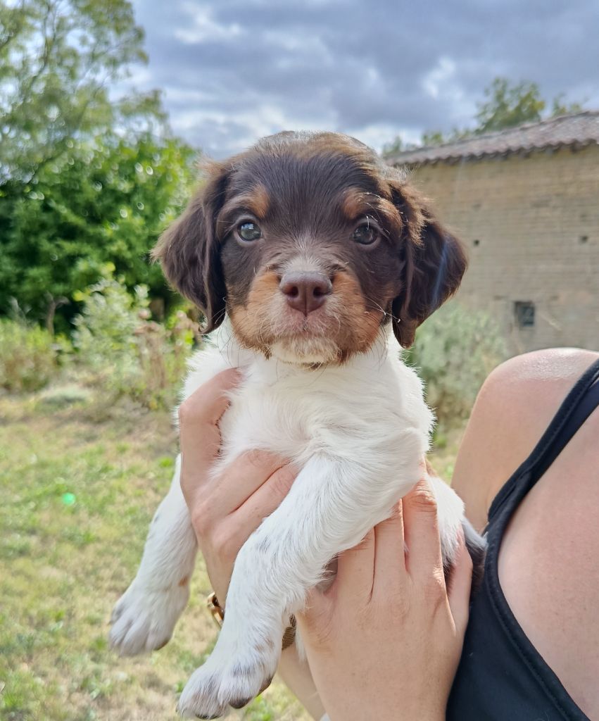 Du Bosquet De Betty - Chiots disponibles - Epagneul Breton