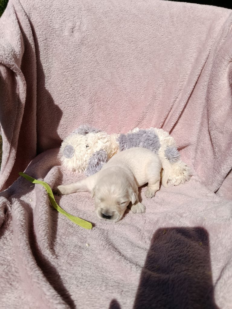 Du Bosquet De Betty - Chiots disponibles - Golden Retriever
