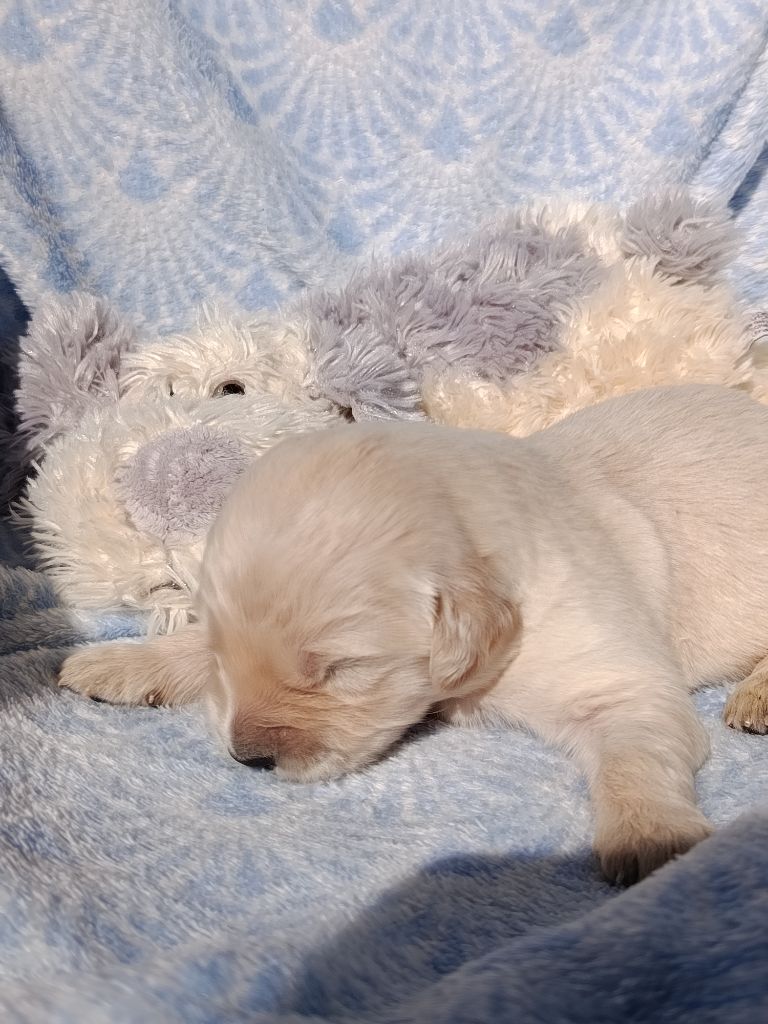 Du Bosquet De Betty - Chiots disponibles - Golden Retriever
