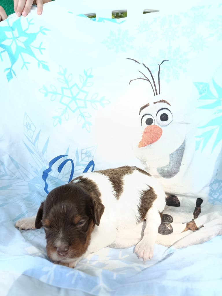 Du Bosquet De Betty - Chiots disponibles - Epagneul Breton