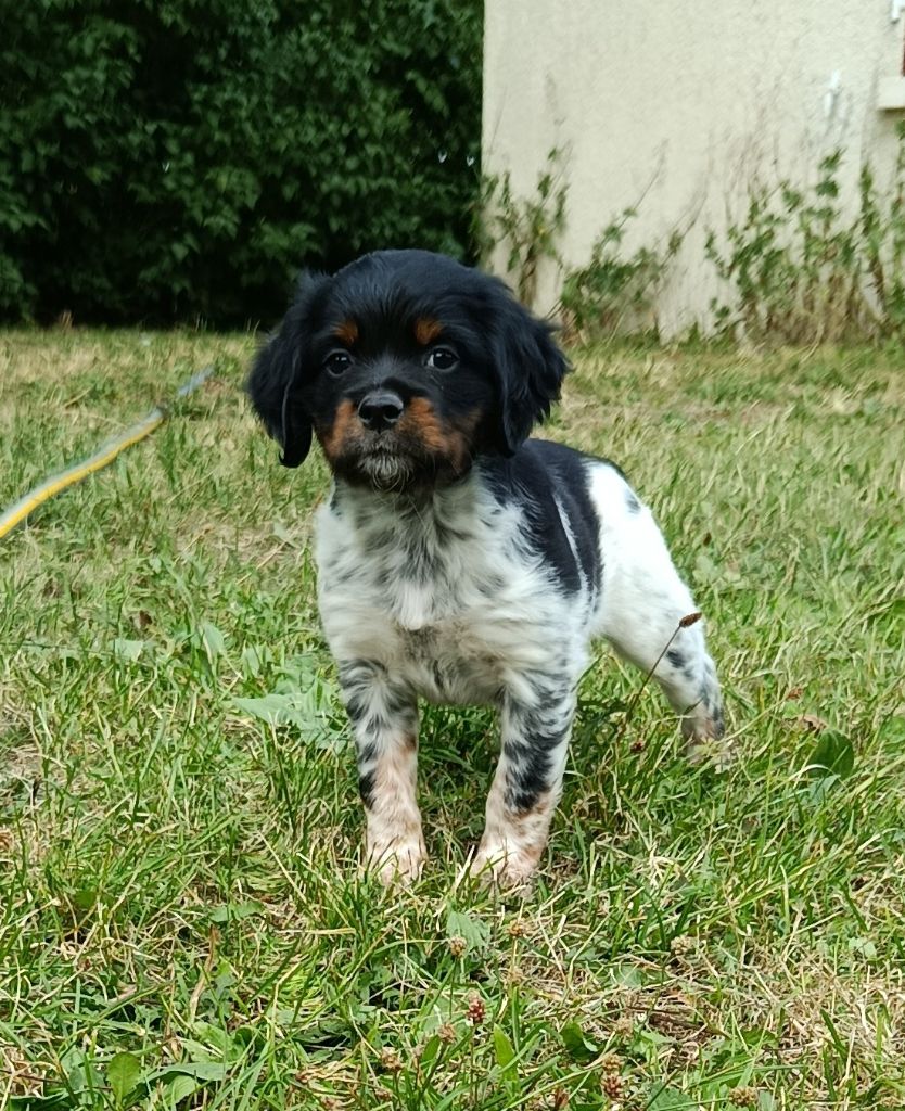 Du Bosquet De Betty - Chiots disponibles - Epagneul Breton