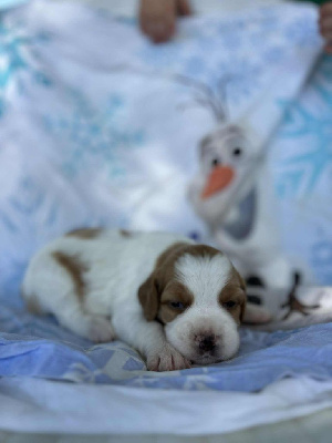 CHIOT
