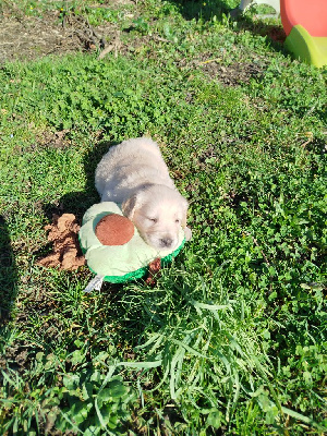 V'Romeo
