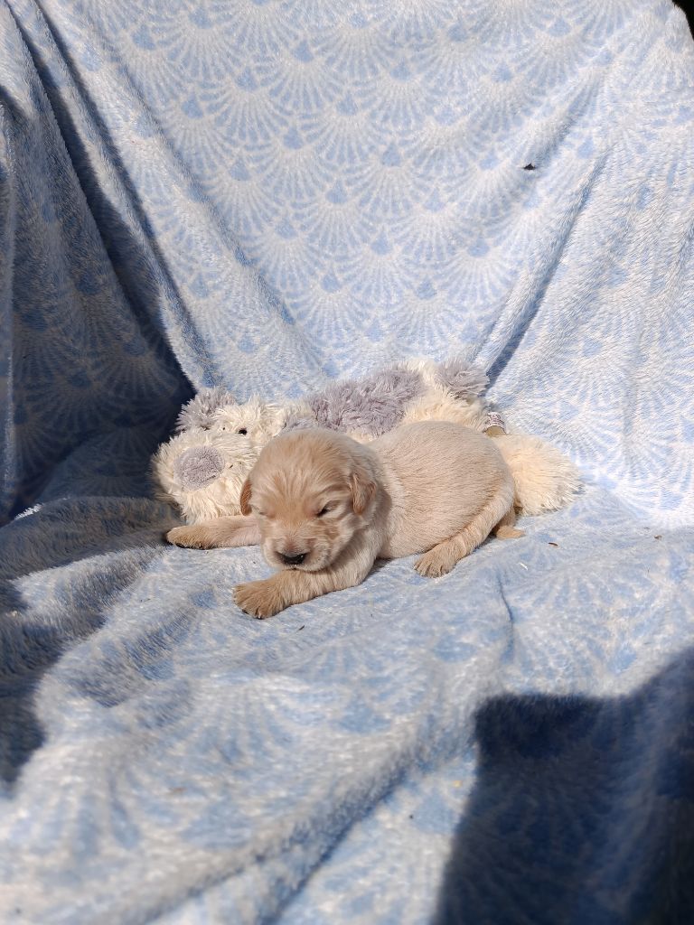 Du Bosquet De Betty - Chiots disponibles - Golden Retriever