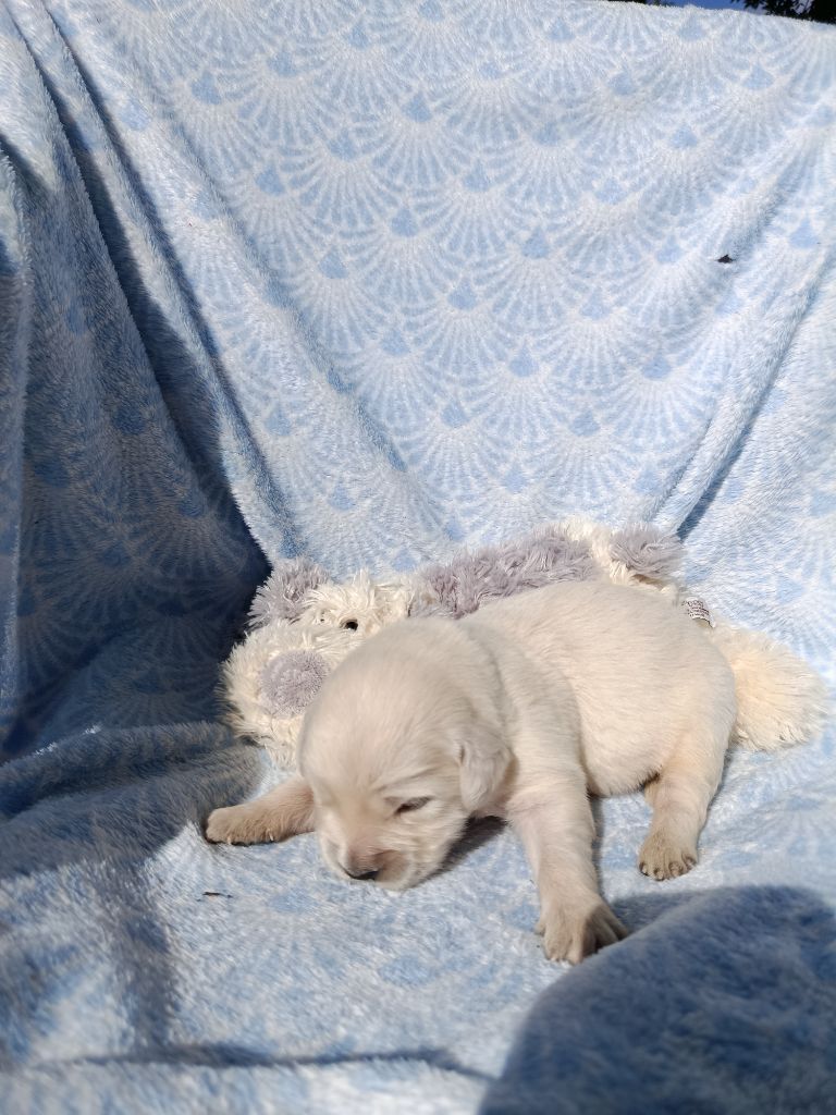 Du Bosquet De Betty - Chiots disponibles - Golden Retriever